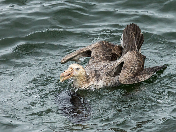 Wildlife Photography by David Cook #inspiration #wildlife #photography
