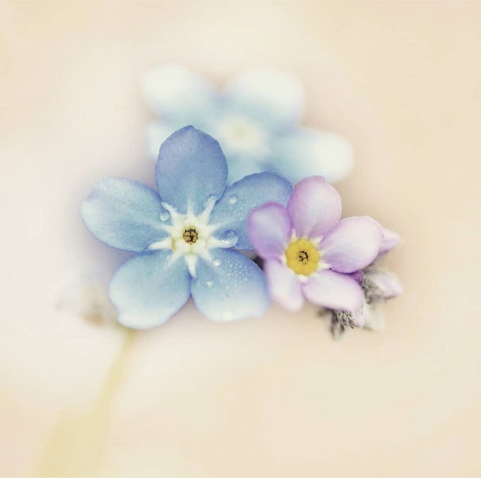 Stunning Macro Flowers Photography by Pia Lee