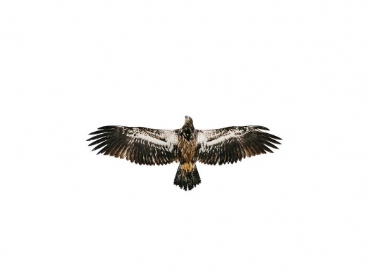 Corey_Arnold_Eagle_Welcome_2011_1988_412.jpg (1200×887) #photography