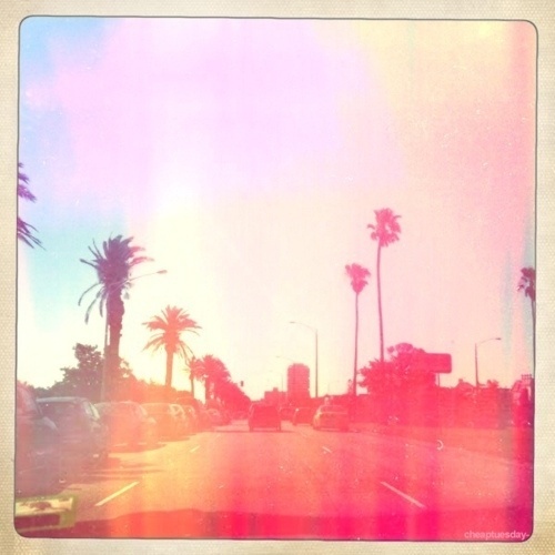 catrinat - #palms