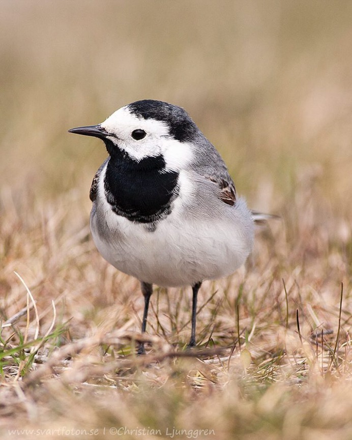 #bird_brilliance: Smashing Birds Photography by Christian Ljunggren