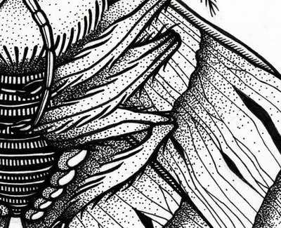 Moth's detail made by rotring. #moth #dots #insect #sodafromthehut #macro #detail #dot