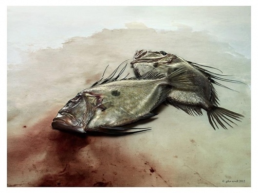 Collate #photo #fish