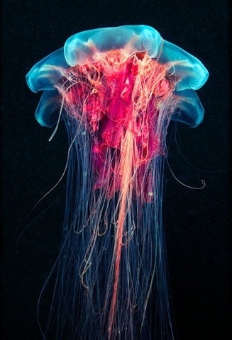FFFFOUND! | Underwater Experiments: Astounding Photographs of Jellyfish by Alexander Semenov | Colossal #fish #jelly
