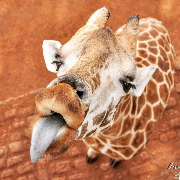 #cuteanimals: Wildlife Animal Portraits by Irene Nathanson