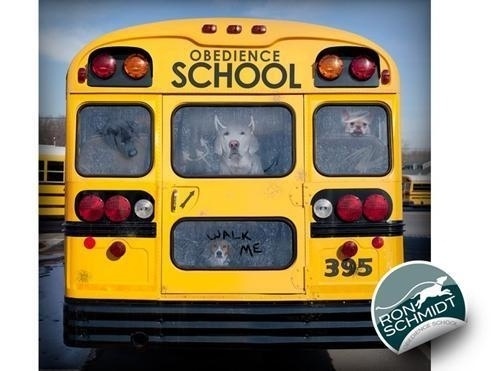 Animal Photography by Ron Schmidt | Professional Photography Blog #inspiration #photography #animal