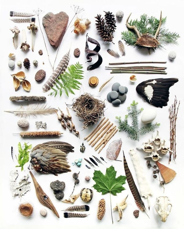 Great Lakes assemblage (mary jo hoffman) #stilllife #photography #nature #art #things
