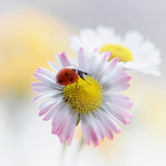 Flowers of Russia: Wonderful Flowers Photography by Vladimir Kniazev