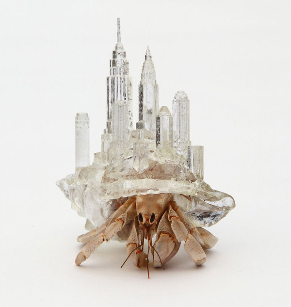 architecturally influenced hermit crab habitats by aki inomata #home