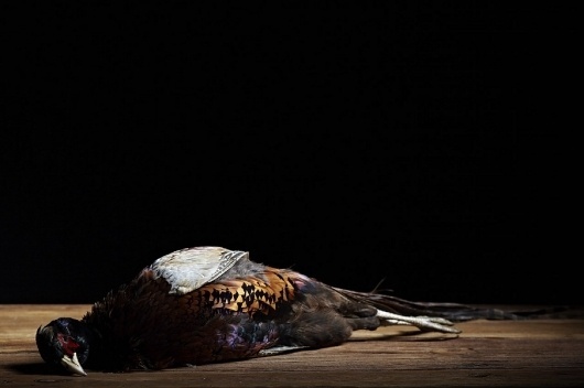 M O O D #fasan #bird