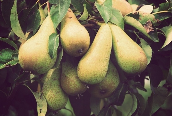 Fruita Blanch | Atipus