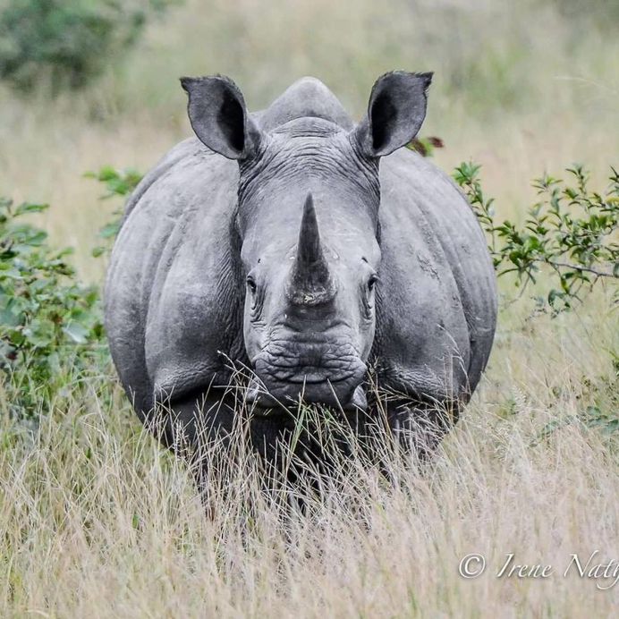 #cuteanimals: Wildlife Animal Portraits by Irene Nathanson