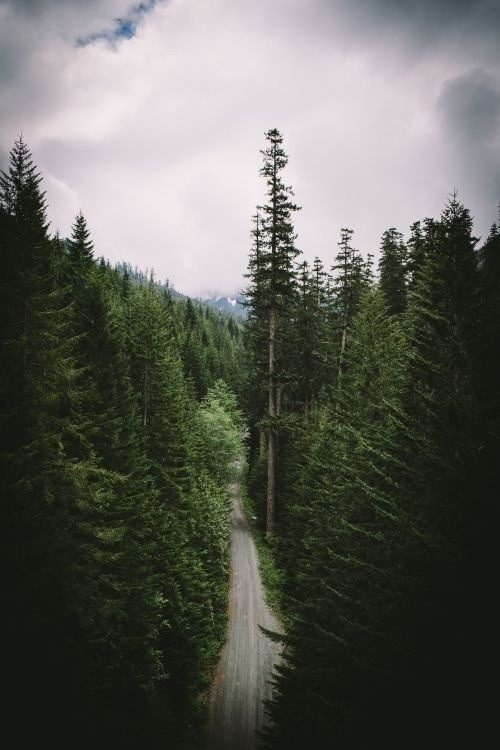 forest #clouds #outdoors #woods #great #road #birds #eye #forest #view #trees