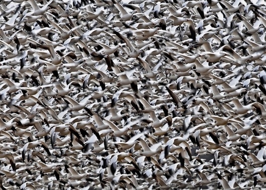 Buamai - National Geographic Photo Contest 2011 - Alan Taylor - In Focus - The Atlantic #animal #photography #bird #nature