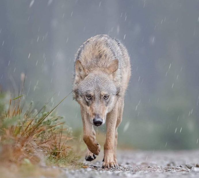 Breathtaking Close-Up Portraits of Wild Animals by Ina Schieferdecker
