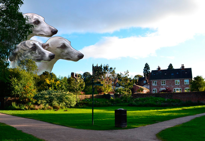 Greyhounds in Ellesmere by Maria Umiewska feat.Nadia Konina