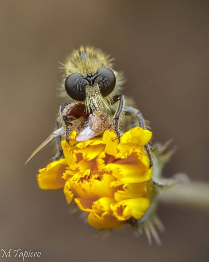 Insanely Detailed Macro Images of Insects by Mev Tapiero