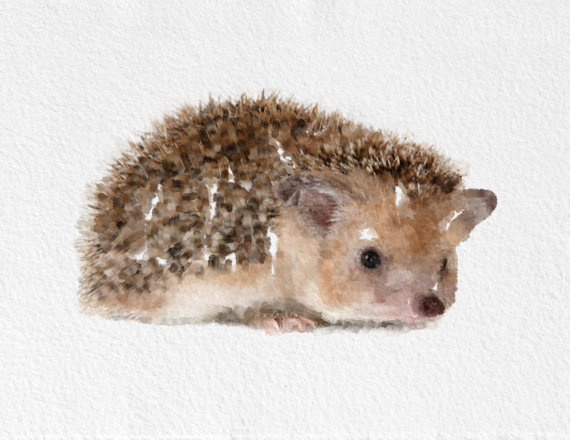 Hedgehog Painting #watercolor #hedgehog