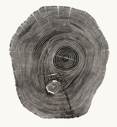 4 | Beautiful Photos Of Tree Rings Remind Us To Slow Down A Little | Co.Exist: World changing ideas and innovation #line #white #tree #black #photograph #and
