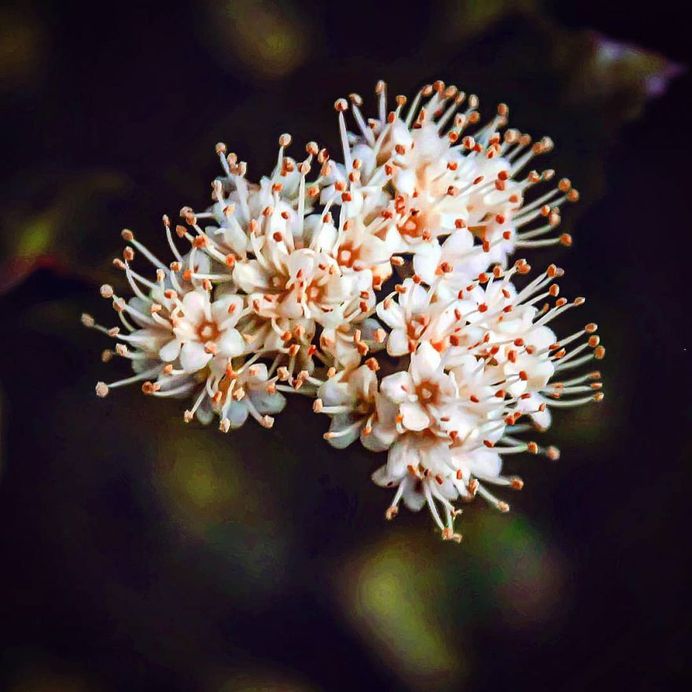 Breathtaking Flower Pictures by Photographer Matthew Busel