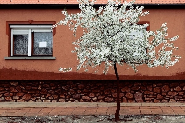 photographs capture town stained red by hungary's 2010 toxic waste spill #photography #tree