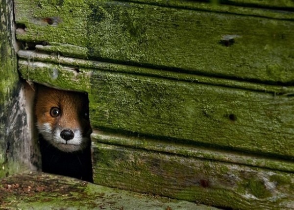 b2ap3_thumbnail_Forest Animals in Abandoned Houses by Kai Fagerstrom 10 600x429.png #house #fox #photo #hole #abandoned