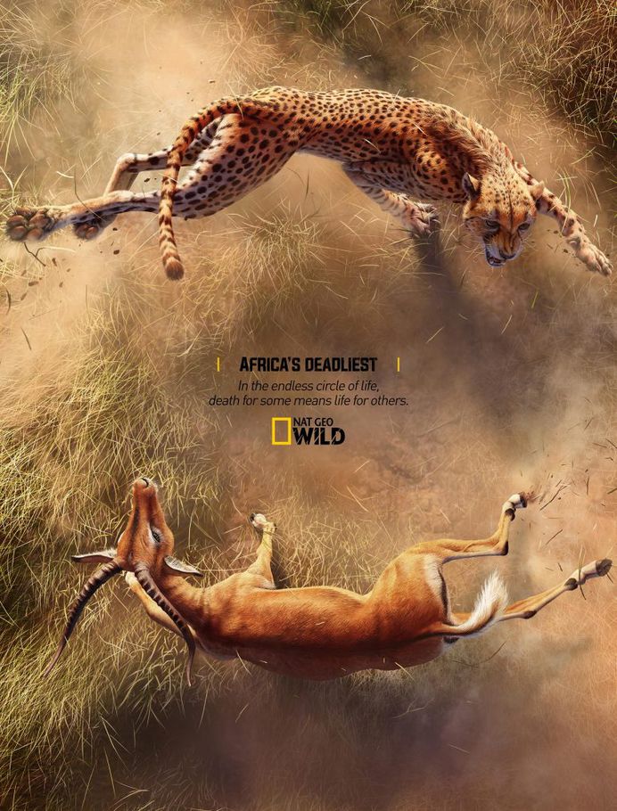 Africa’s Deadliest – Cheetah X Impala