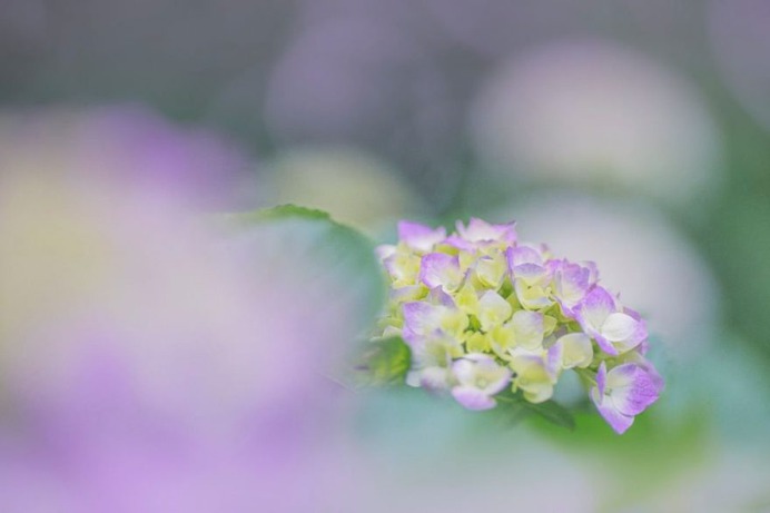 Candy Coloured Flowers Photography by Miyako Koumura