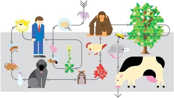 All sizes | Genome map | Flickr - Photo Sharing! #illustration