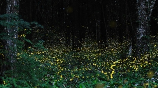 Magical Long-Exposure Firefly Photos Go Viral | Raw File | Wired.com #firefly