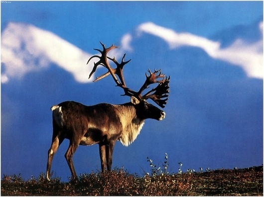 caribou-1.jpg (JPEG Image, 1024x768 pixels) #mountain #field #moose #nature