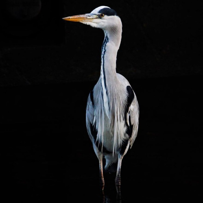 #eye_spy_birds: Beautiful Birds Photography by Dan Gibson