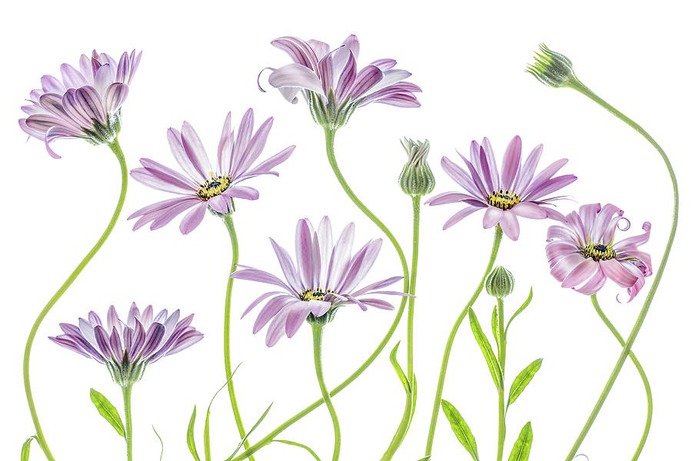 daisy painting & daisy paint by number #painting