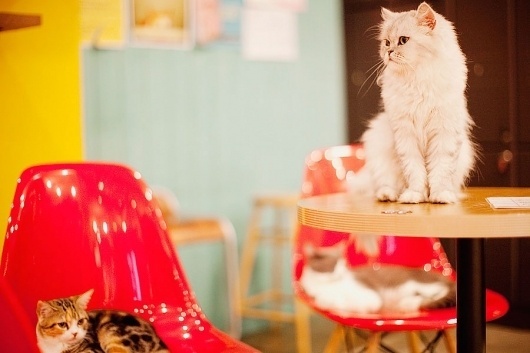 PARK & CUBE » Catnapper #in #cafe #seoul #cat