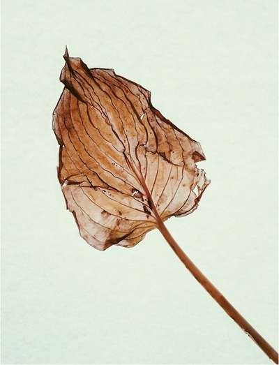 vsco #leaf
