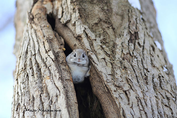 Flying Squirrels Are Probably The Cutest Animals On Earth #cute #animals #pet #squirrels