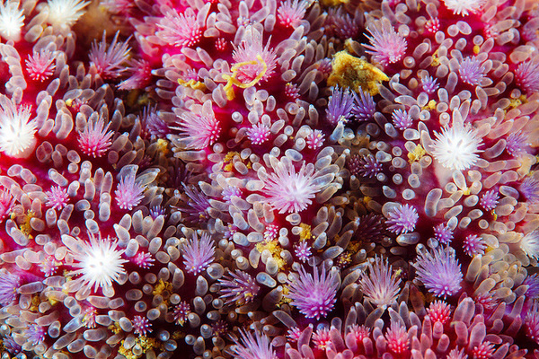 Gorgeous Patterns of the Sea: Macro Photographs of Starfish by Alexander Semenov #sea #pattern #water #under