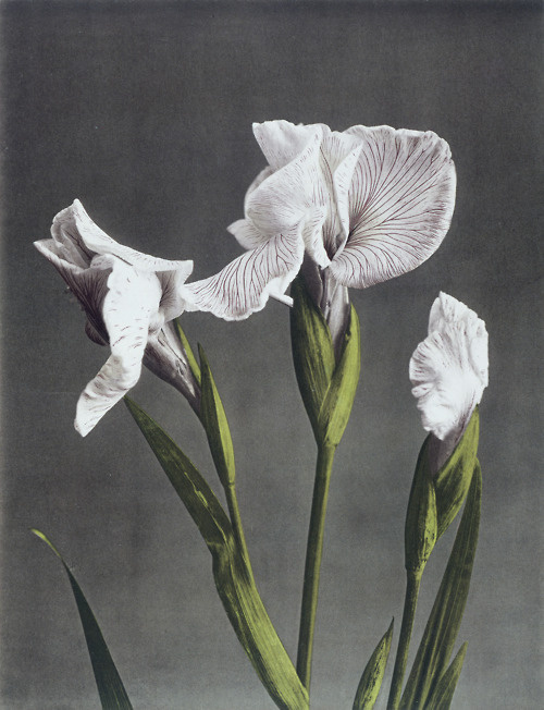 6072:Ogawa Kazuma, Iris Kaempferi II.Collotype photograph. Japan, late 19th century. From the V&A Collections. #illustration