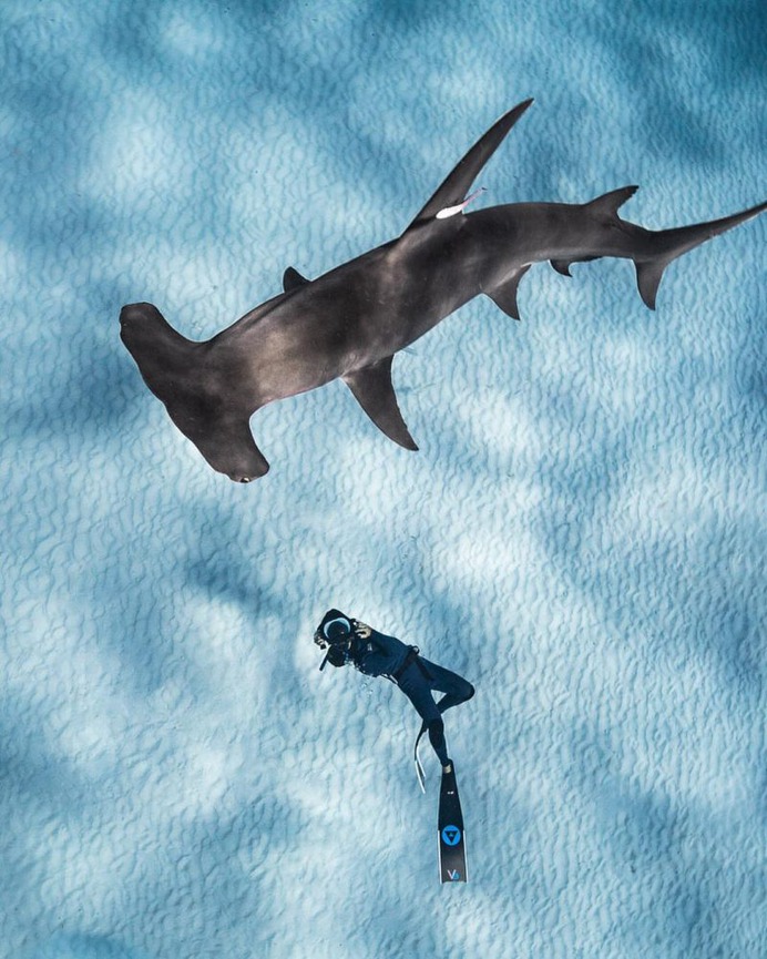 Astonishing Underwater Photography by André Musgrove