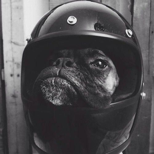Lifestyle of the Unemployed #animal #dog #helmet #fun #humor