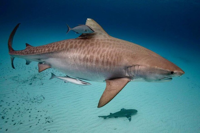 Magical Underwater and Ocean Photography by Scott Wilson