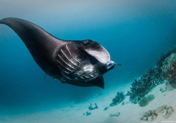 Underwater Photography by Alexander Safonov #inspiration #photography #underwater
