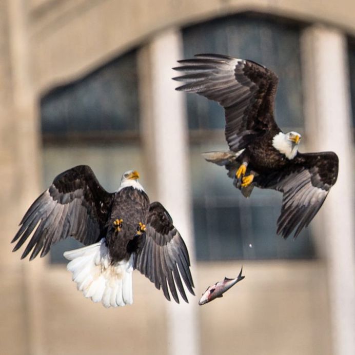 #birdfreaks: Striking Bird Photography by Adam Berry