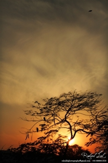 tumblr_lh37erkZ6m1qelai7o1_500.jpg (467×700) #sun #tree #cityscape #lal #india #yellow #delhi #landscape #photography #rahul