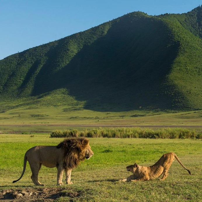Awesome Wild Animals Photography by Daniel Rosengren