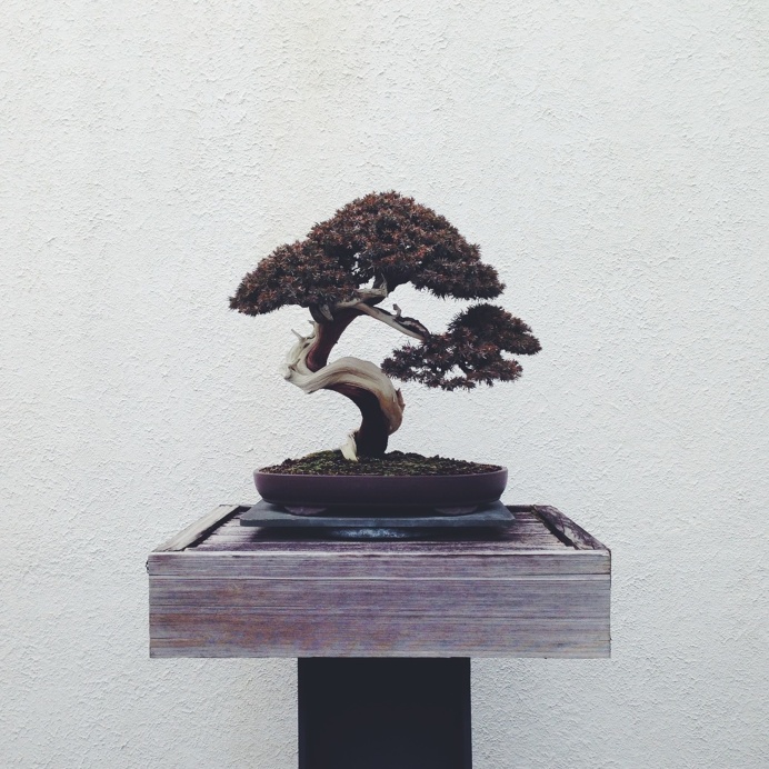 Bonsai