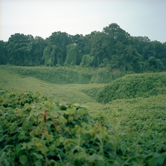 BeyondMonochrome: A (Photo)blog » Blog Archive » Kudzu #green #photography #forest #trees #leaves