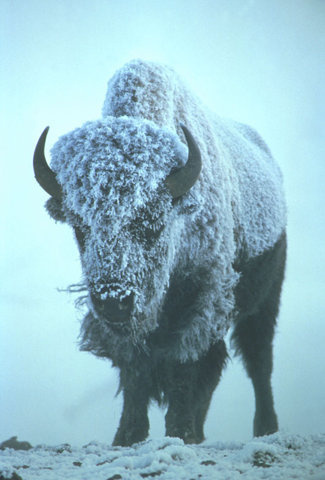 Filth Flarn Filth #bison