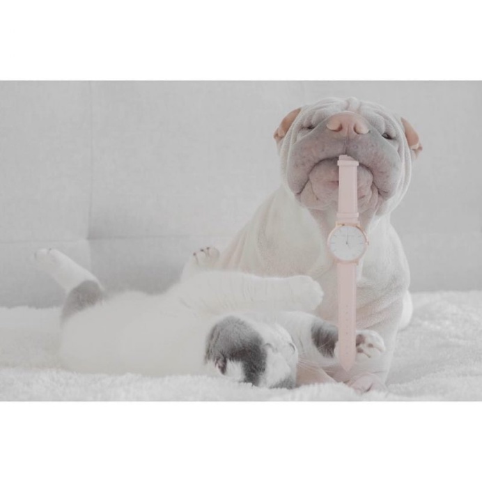 Annie Jacob Captures Unconventional Friendship Between A Shar Pei And His Cat