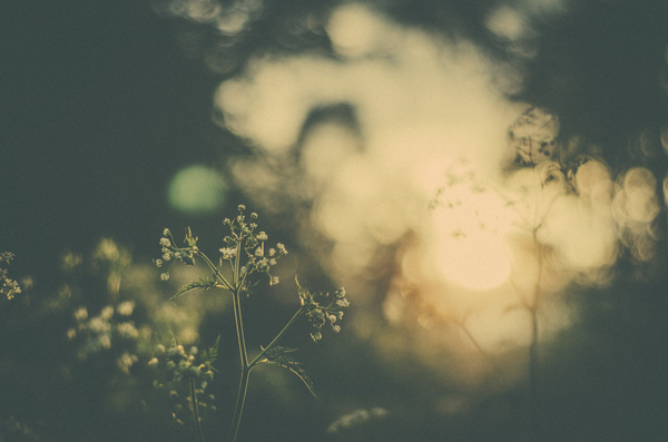 GO 70° NORTH #warm #photography #nature #dreamy #vintage